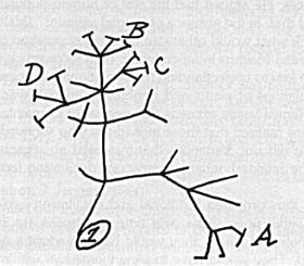 Nákres z Darwinova deníku (1837)