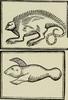 Oviedo-iguana,manati?.jpeg