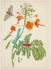 PeackokFlower-Merian.jpeg