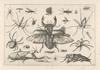 insects-jacob-hoefnagel.jpeg