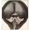 Hook,micrographia.jpeg