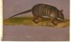 armadilloCodice42.jpeg